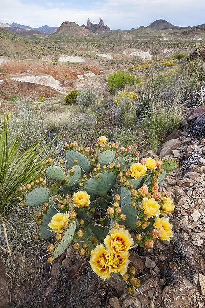 Mule Ears formation and prickly pear flowers in Big Bend National Park
