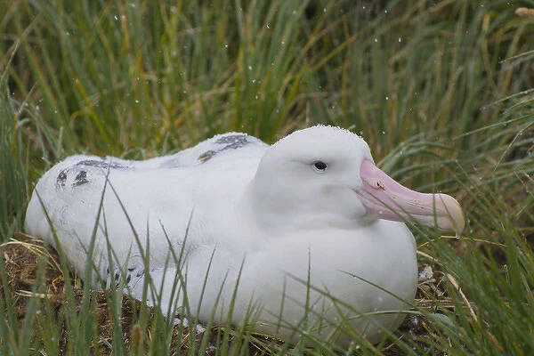 South Georgia. Prion Island. Wandering albatross (Diomedea exulans) on its nest in