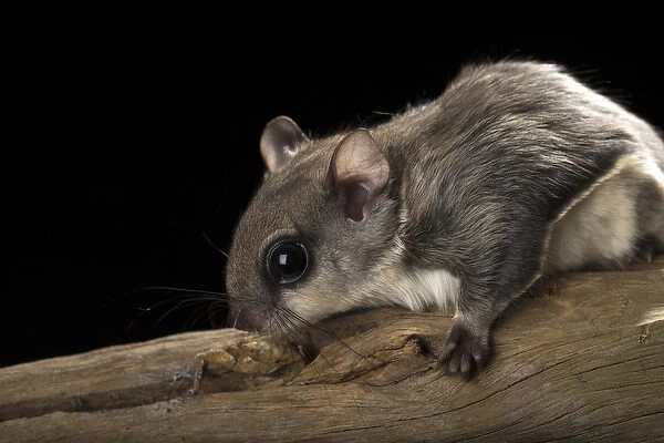 Southern flying squirrel, Glaucomys volans, controlled situation, Florida