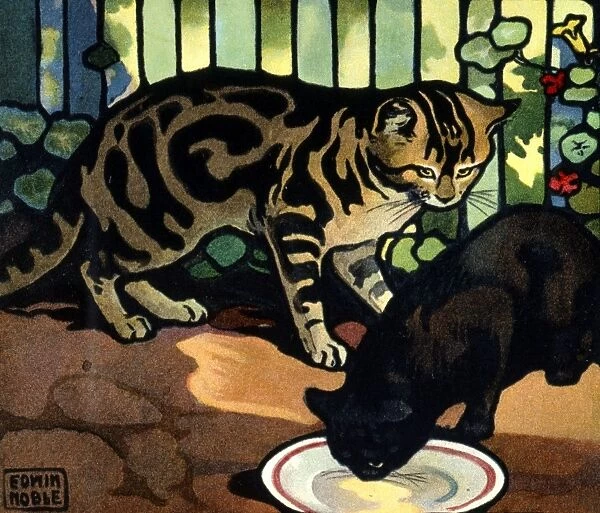 Two cats with a saucer of milk