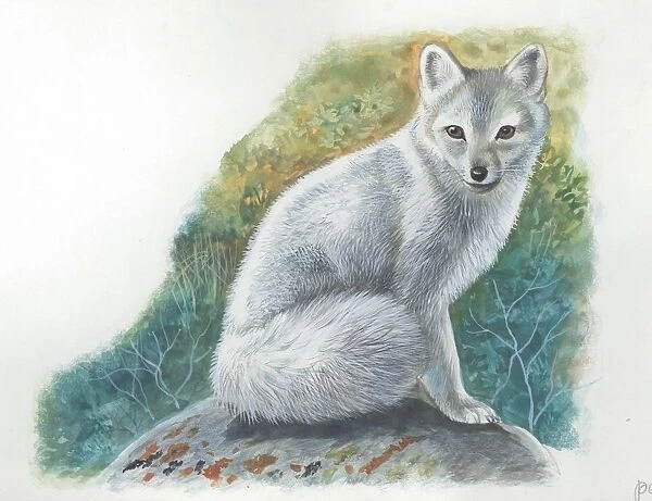 Arctic Fox Vulpes lagopus, illustration