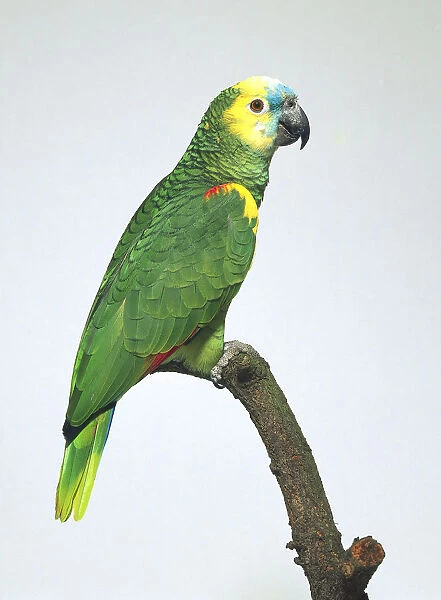 Blue fronted amazon parrot - side view