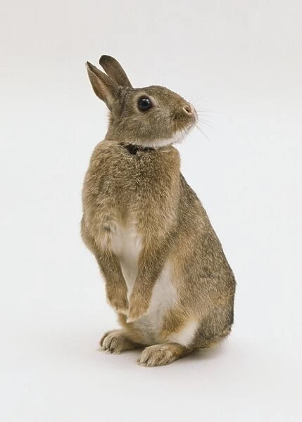 European Rabbit, Oryctolagus cuniculus, sniffing the air