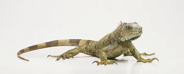 An Iguana showing its distinctive ringed tail