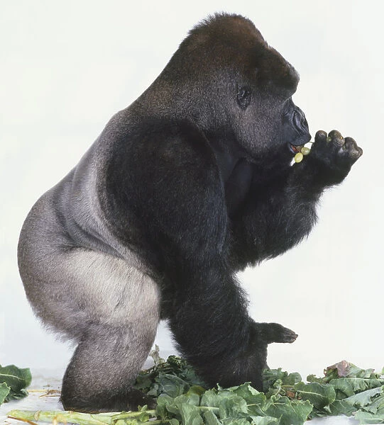 Silverback Lowland Gorilla, crouching, eating green grapes, standing amongst cabbage leaves, side view