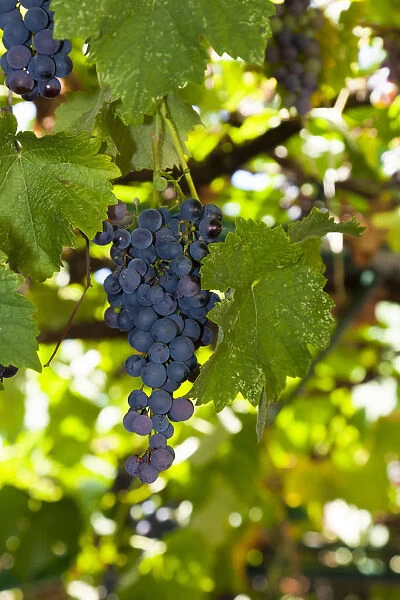 Grapes in a tavern, Corfu, Ionian Islands, Greece, Southern Europe, Europe