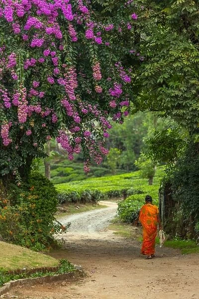 A local woman walking towards a tea plantation in Kerala, India