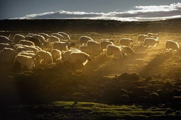 Sheep herd on grass