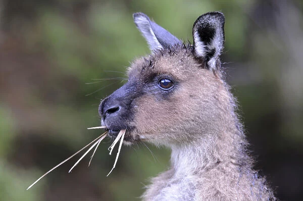 Western Grey Kangaroo (Macropus fuliginosus fuliginosus), Kangaroo Island, Australia