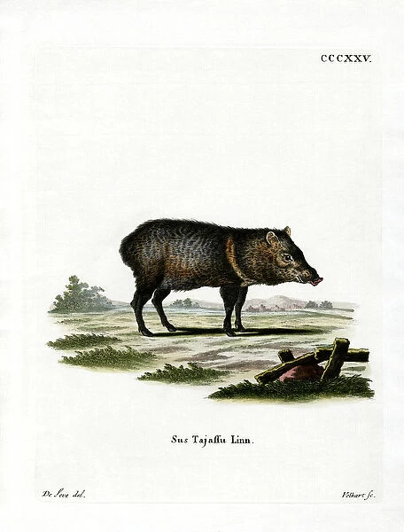 Collared Peccary (coloured engraving)