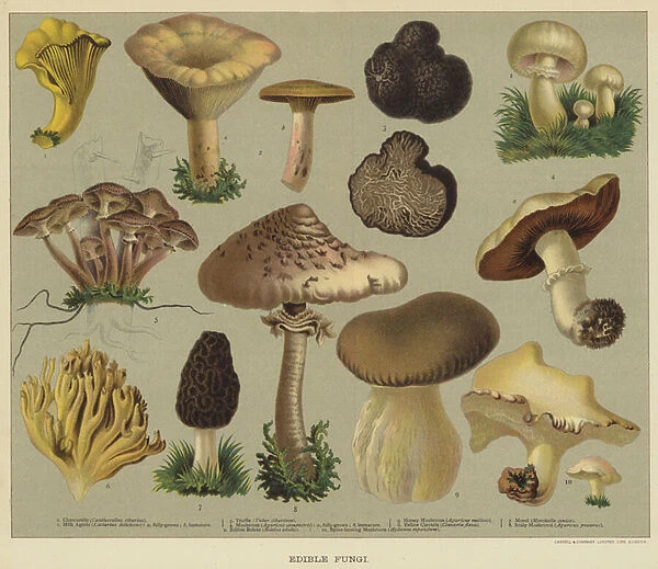 Edible fungi (colour litho)