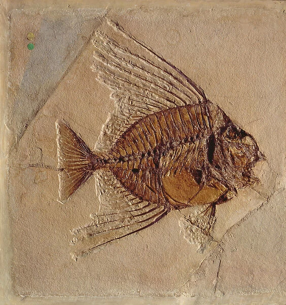 Fish (fossil)