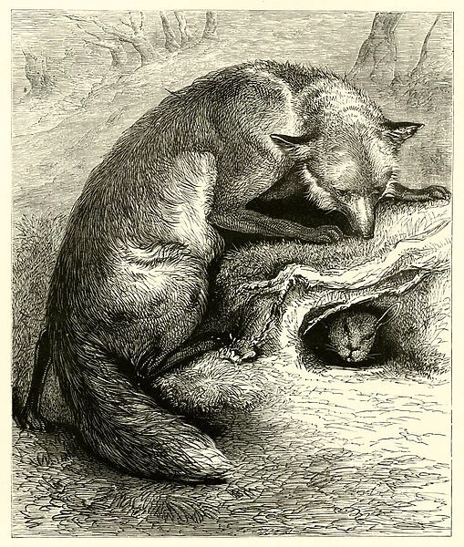 Fox watching for a rabbit to emerge from its burrow (engraving)