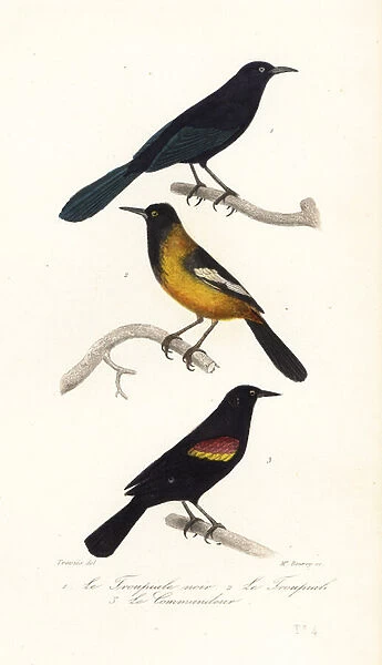 Greater Antillean grackle, Audubons oriole and red-winged black, 1839 (engraving)