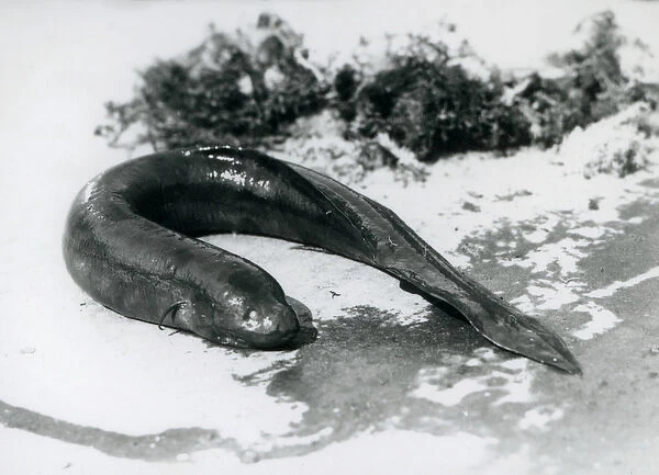 A Lungfish resting out of water at London Zoo in September 1928 (b  /  w photo)
