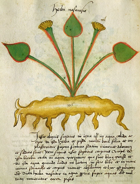 Ms 320 M Fol. 29v Herba Nastrusio, from Liber Herbarius una cum rationibus conficiendi