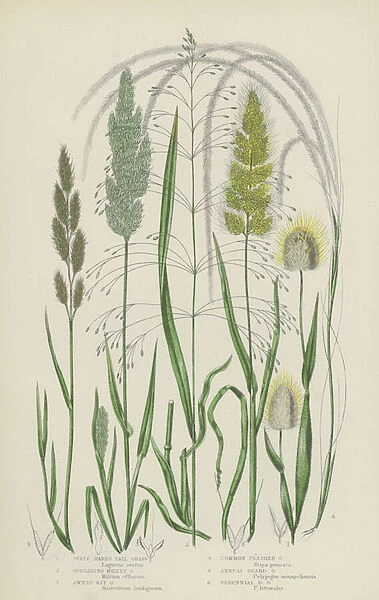 Ovate Hares Tail Grass, Spreading Millet Grass, Awned Nit Grass, Common Feather Grass... (colour litho)