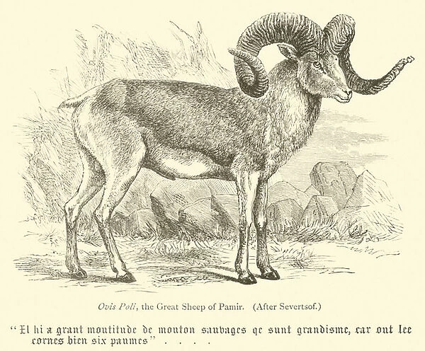 Ovis Poli, the Great Sheep of Pamir (engraving)