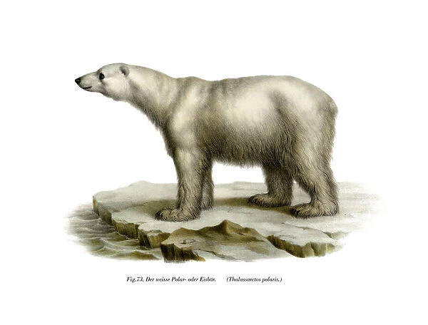 Polar Bear, 1860 (colour litho)
