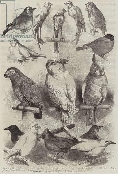 Prize Birds at the Crystal Palace Show (engraving)