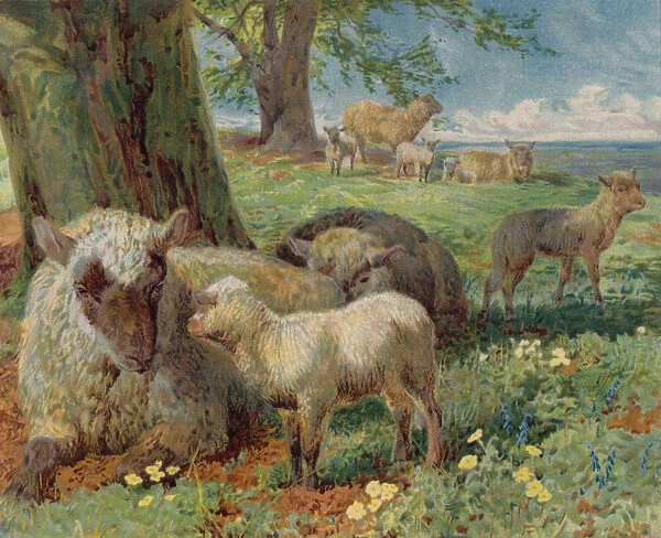 Sheep and lambs in a pasture in spring (colour litho)