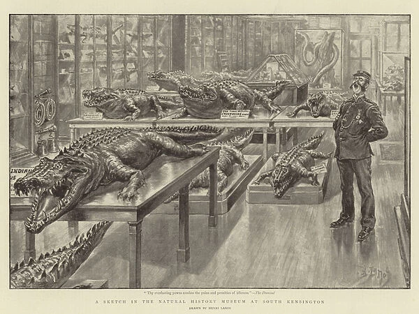 A Sketch in the Natural History Museum at South Kensington (engraving)