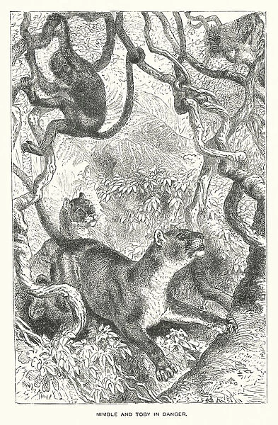 South America: Nimble and Toby in danger (engraving)