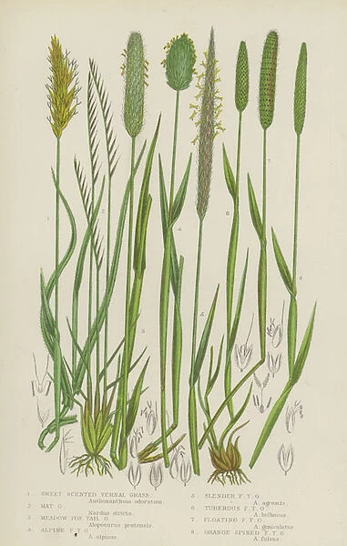 Sweet Scented Vernal Grass, Mat Grass, Meadow Fox Tail Grass, Alpine Fox Tail Grass... (colour litho)