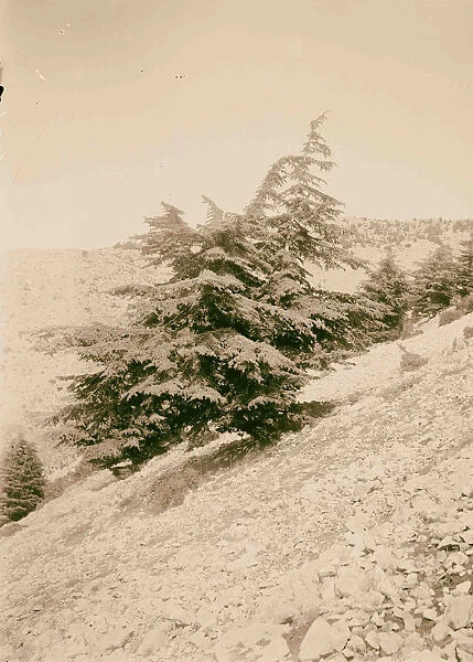 Cedars Lebanon Baruk 1900