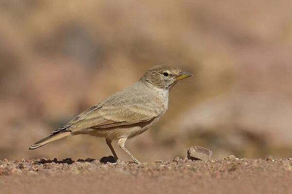 Desert lark in dry habitat, Egypt