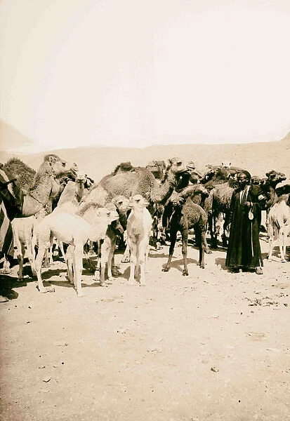 Herd camels desert Pyramid 1900 Egypt