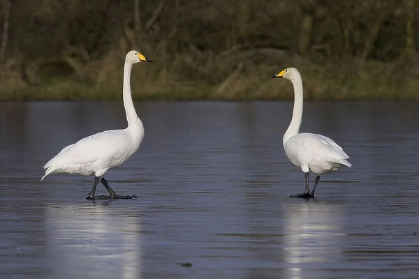 Pair of Whooper Swans walking on ice, Cygnus cygnus, Netherlands