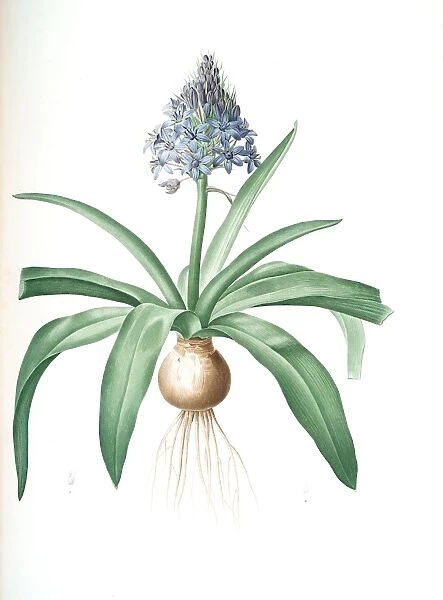 Scilla peruviana, Scille de Perou; Cuban Lily or Peruvian Jacinth, Redoute, Pierre Joseph