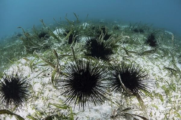 Black spiny urchins graze on algae on the seafloor in Indonesia