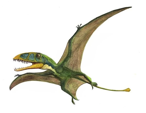 Dimorphodon macronyx, a prehistoric era pterosaur