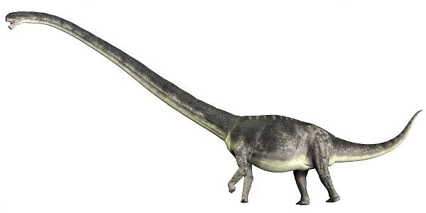 Diplodocus hallorum is a sauropod from the Late Jurassic period