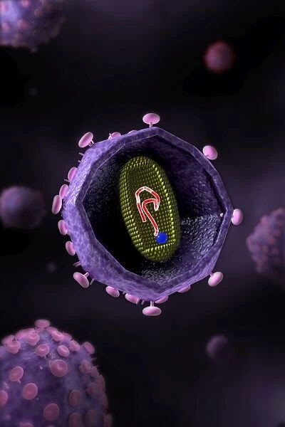 Microscopic view of HIV virus, cross section