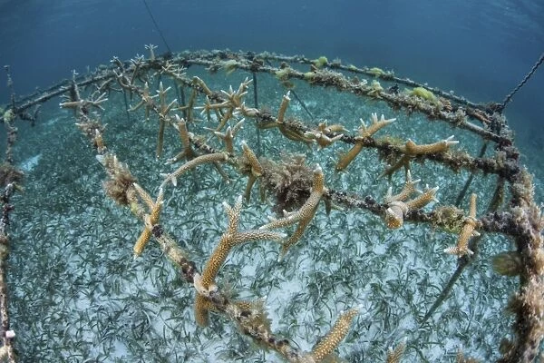 Staghorn corals are being grown off Turneffe Atoll in Belize