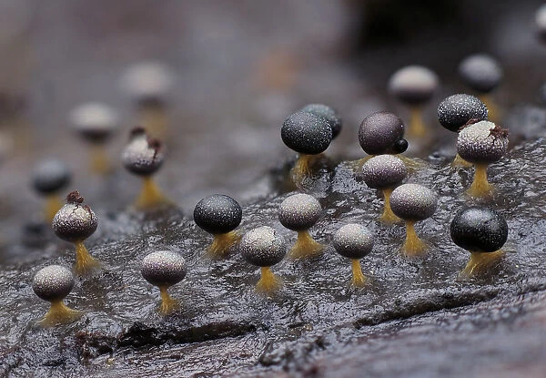 Slime mould (Physarum psittacinum), in mature reproductive phase