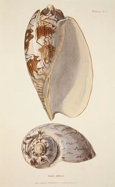 Voluta Miltonis, pub. 1833 (hand coloured engraving). Creator: English School (17th Century)