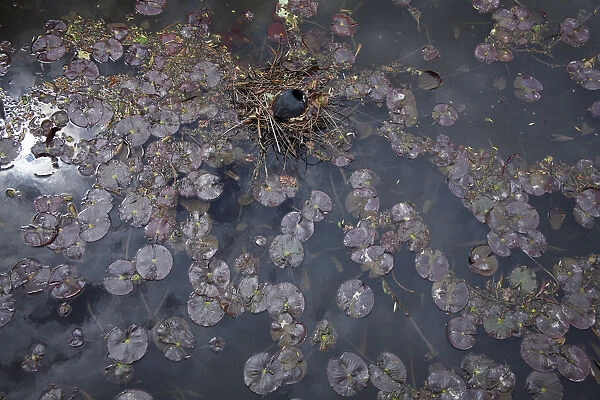 Coot (Fulica atra) nesting amongst lily pads, Kassel, Hessen, Germany