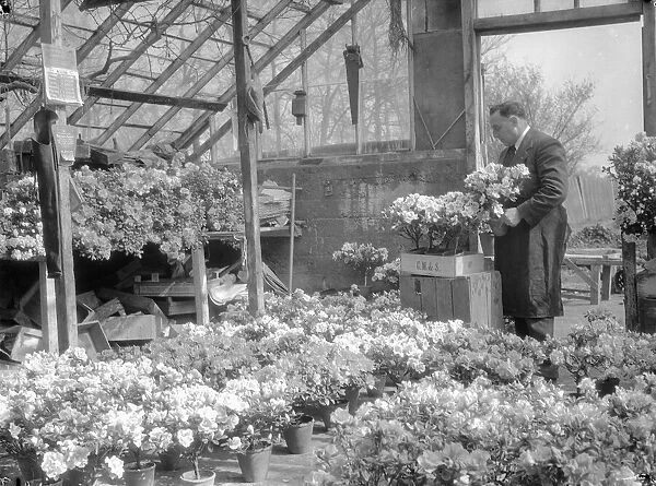 Azalea blooms for Easter at a Chessington Nursery, Surrey. March 1934