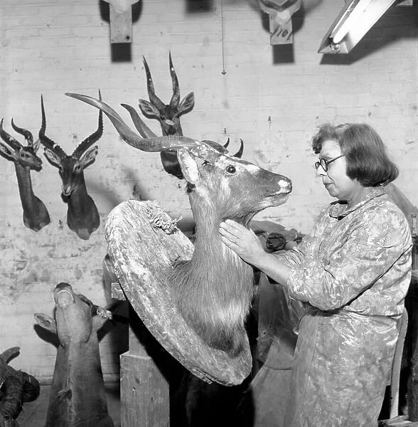 Craftswoman at work in a taxidermist workshop, seen here mounting a antelopes head Circa