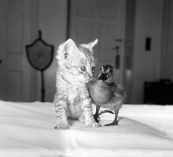 Donald the duckling has found a friend in six week old kitten SIlva Ringo Donald