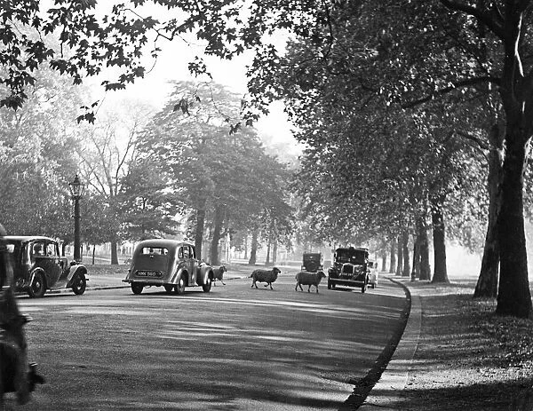 It is early morning in Hyde Park, London, and taxis and cars wait patiently as some of