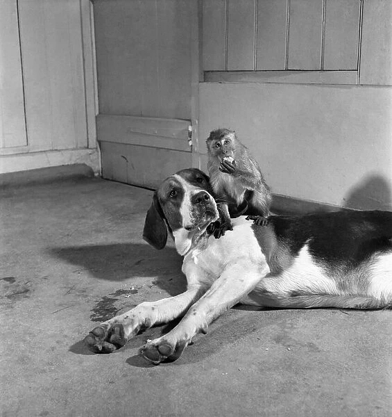 Monkey and foxhound dog. March 1952 C1321-003