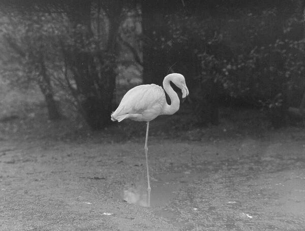 wet weather scenes at London Zoo Freddy the flamingo DM 15  /  3  /  1951 Staff