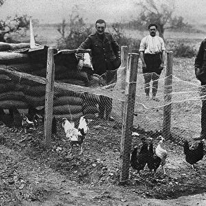 British soldiers with a hen coop at Gallipoli, 1916
