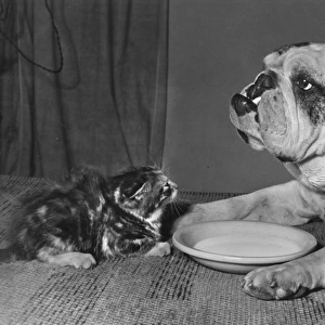 Bulldog and kitten with saucer of milk