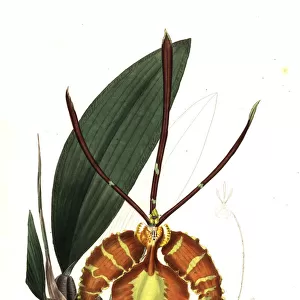 Butterfly orchid, Psychopsis papilio
